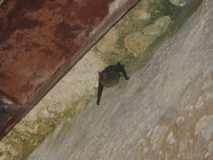 Eptesicus furinalis
