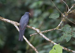 Trogon comptus
