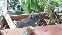 Rattus