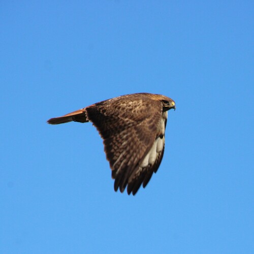 iNaturalist observation photo of Red-tailed Hawk