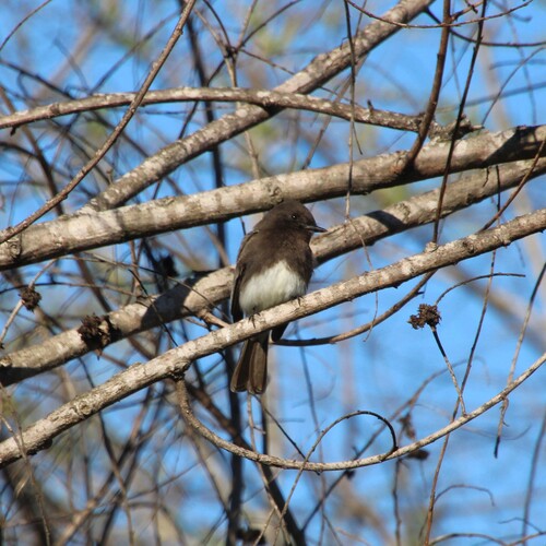 iNaturalist observation photo of Black Phoebe