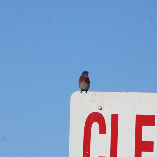 iNaturalist observation photo of Western Bluebird