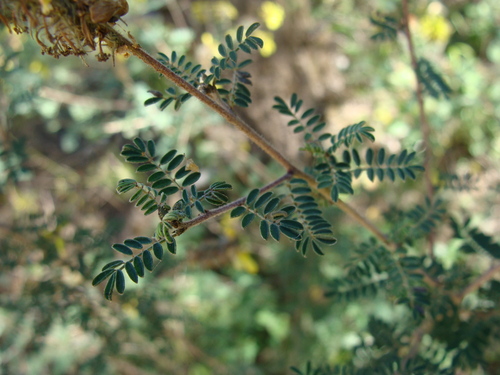 Dalea lutea, photograph 3