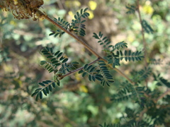 Dalea lutea, photograph (c) Alexis López Hernández, some rights reserved (CC BY)