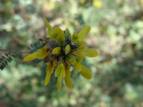 Dalea lutea, photograph 6