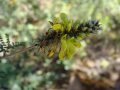 Dalea lutea, photograph (c) Alexis López Hernández, some rights reserved (CC BY)