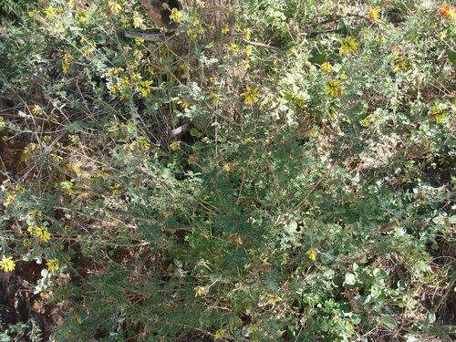 Dalea lutea, photograph 5