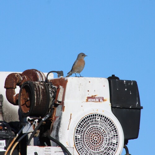 iNaturalist observation photo of Western Bluebird