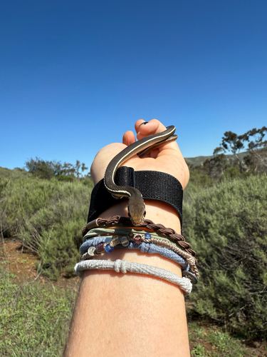 Striped Racer