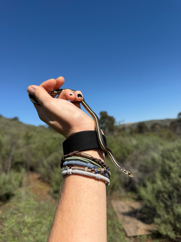 Striped Racer