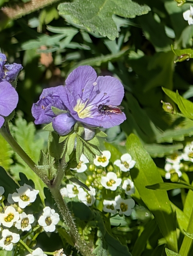 Unknown species found near La Mesa, CA 91942, USA