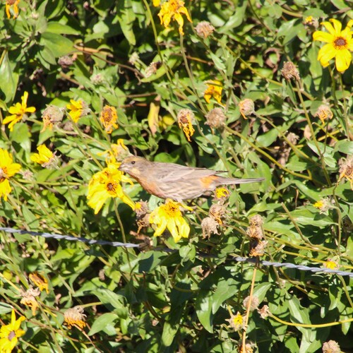 iNaturalist observation photo of House Finch