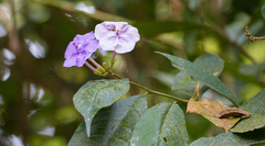 Brunfelsia grandiflora