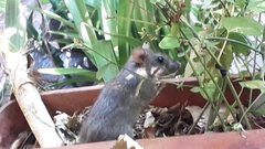 Rattus
