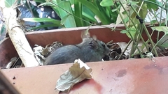 Rattus