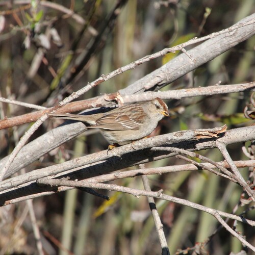iNaturalist observation photo of White-crowned Sparrow