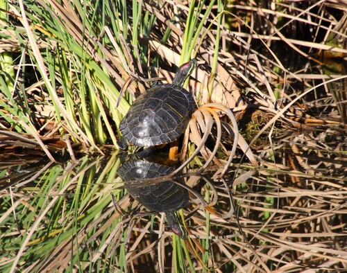 iNaturalist observation photo of Red-eared Slider