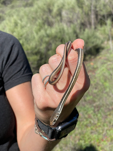 Striped Racer
