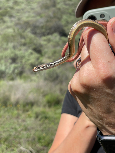 Striped Racer