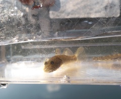 Rhinogobius leavelli