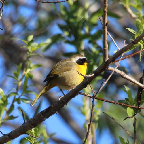 iNaturalist observation photo of Common Yellowthroat