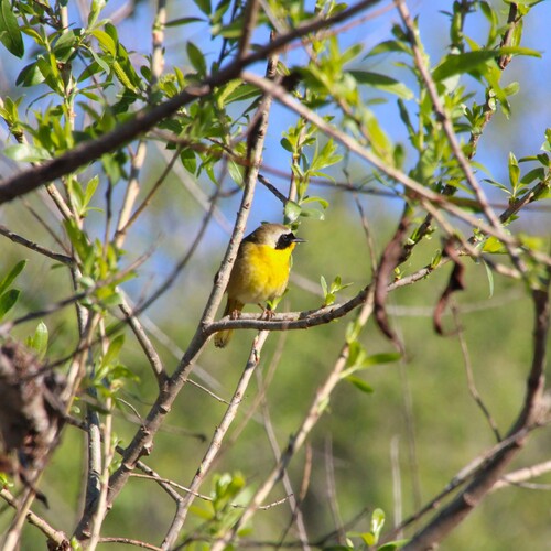 iNaturalist observation photo of Common Yellowthroat