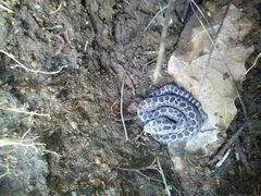 Crotalus triseriatus