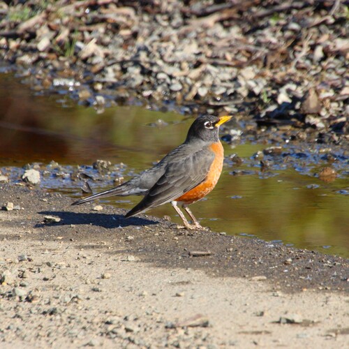 iNaturalist observation photo of American Robin