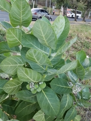 Calotropis procera