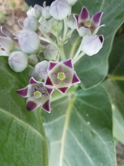 Calotropis procera