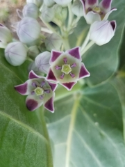 Calotropis procera