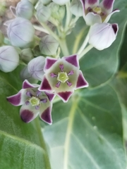 Calotropis procera