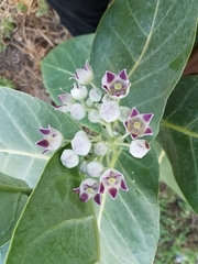 Calotropis procera