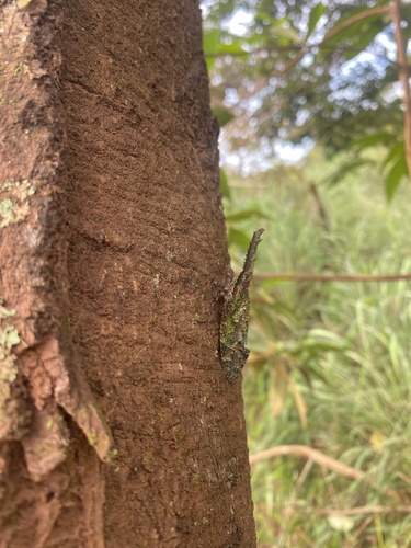 Saw-nosed planthopper