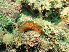 Glossodoris cincta