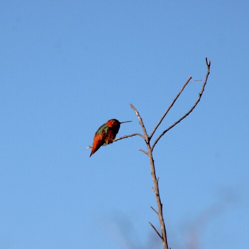 iNaturalist observation photo of Allen's Hummingbird