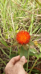 Gomphrena arborescens