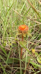 Gomphrena arborescens