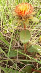 Gomphrena arborescens