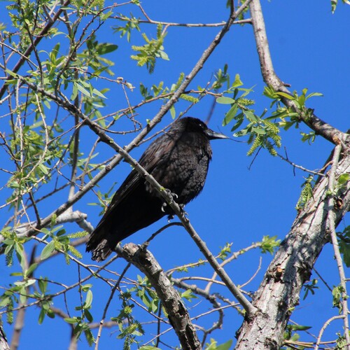 iNaturalist observation photo of American Crow
