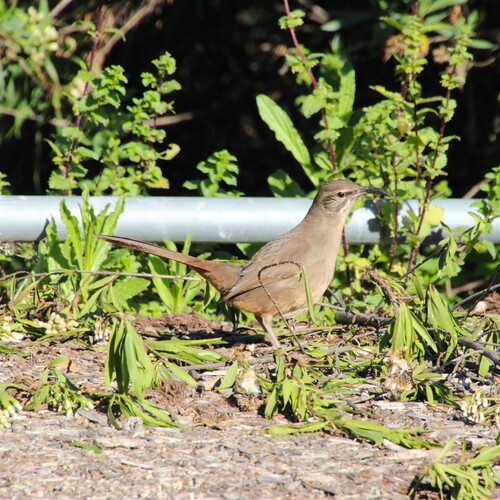 iNaturalist observation photo of California Thrasher