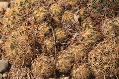 Coryphantha delicata