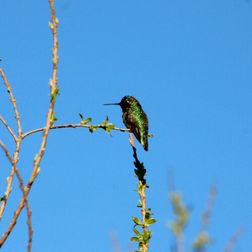 iNaturalist observation photo of Anna's Hummingbird