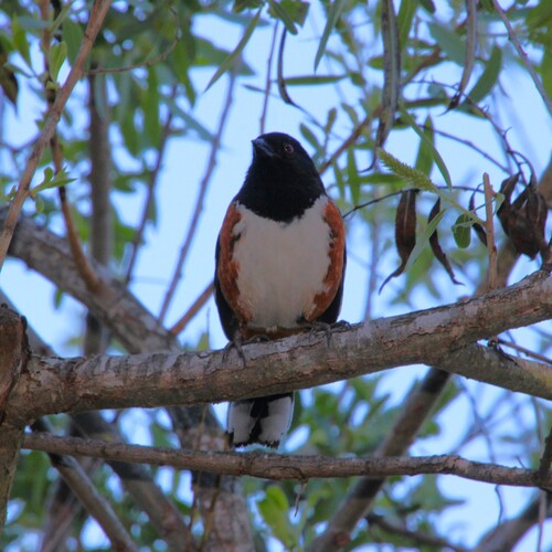 iNaturalist observation photo of Spotted Towhee