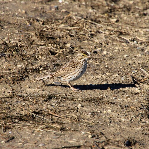 iNaturalist observation photo of Savannah Sparrow