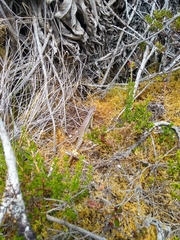 Stenocercus trachycephalus