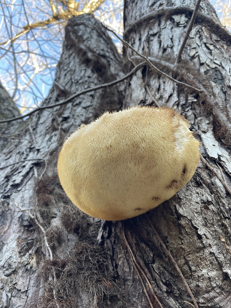 Hericium erinaceus · December 2025 · photo: © irabike (iNaturalist, cc0)