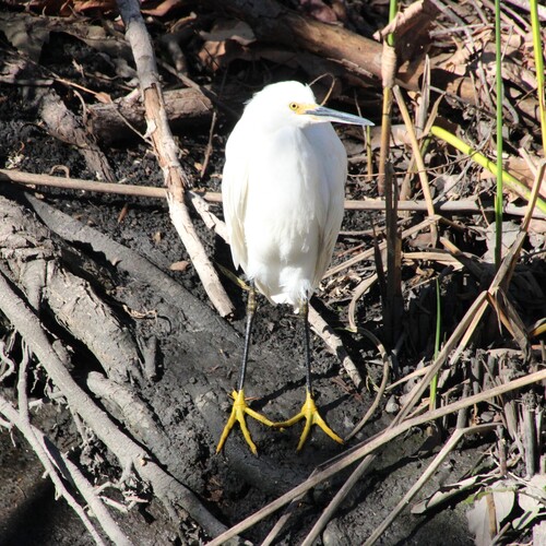 iNaturalist observation photo of Snowy Egret