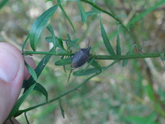 Tibraca limbativentris