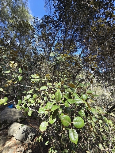 Quercus alnifolia, photograph 5